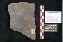 Foto (Objekt + Etikett) von Asterophyllites longifolius Sternbg. (NHMW-GEO-2024-0188-11279)